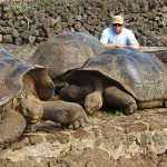 Riesenschildkröten auf Sant Cruz, Galapagos