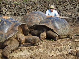 Riesenschildkröten auf Sant Cruz, Galapagos