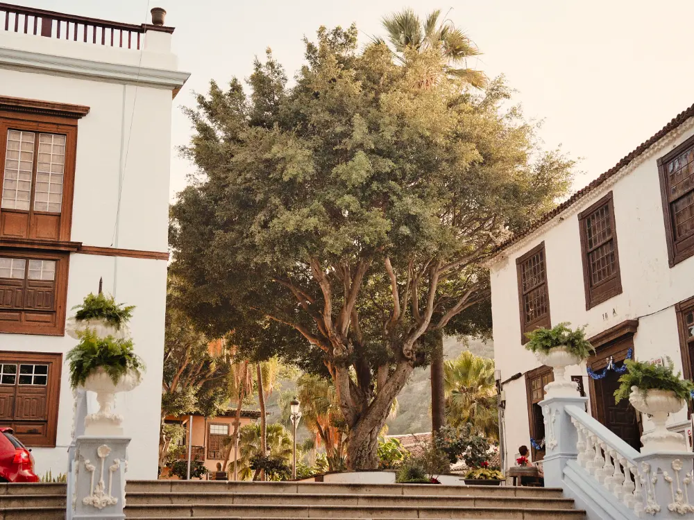 Drago Milenario Wahrzeichen Teneriffas