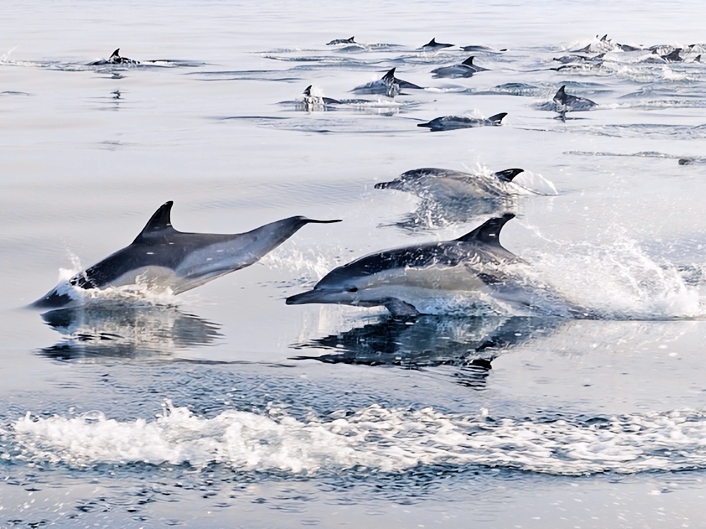 Delfin-Tour an der Algarve